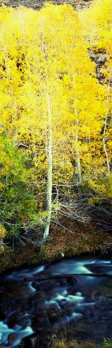 Fine Art Panoramic Landscape Photography Autumn Morning at Bishop Creek, Eastern Sierra
